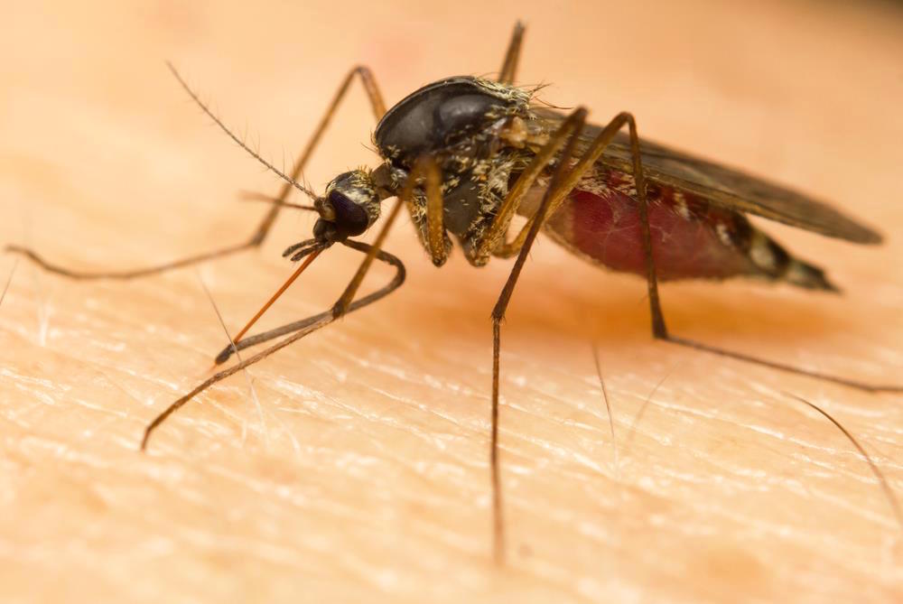 Mosquitoes can spread Zika Virus, repair your patio screen.